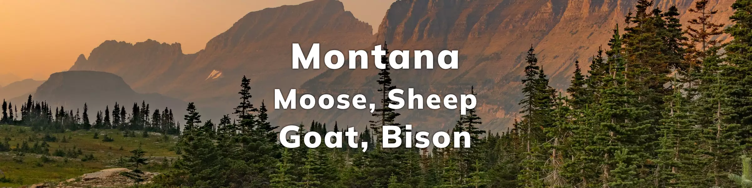 Montana Moose Sheep Goat Bison