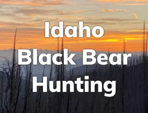 Idaho Black Bear Hunting 2024