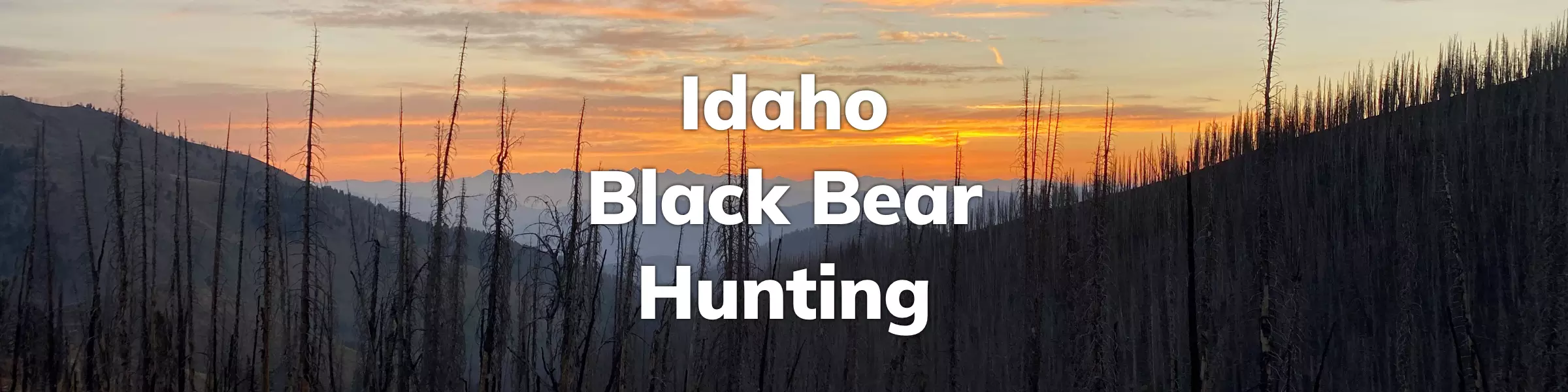 Idaho Black Bear Hunting