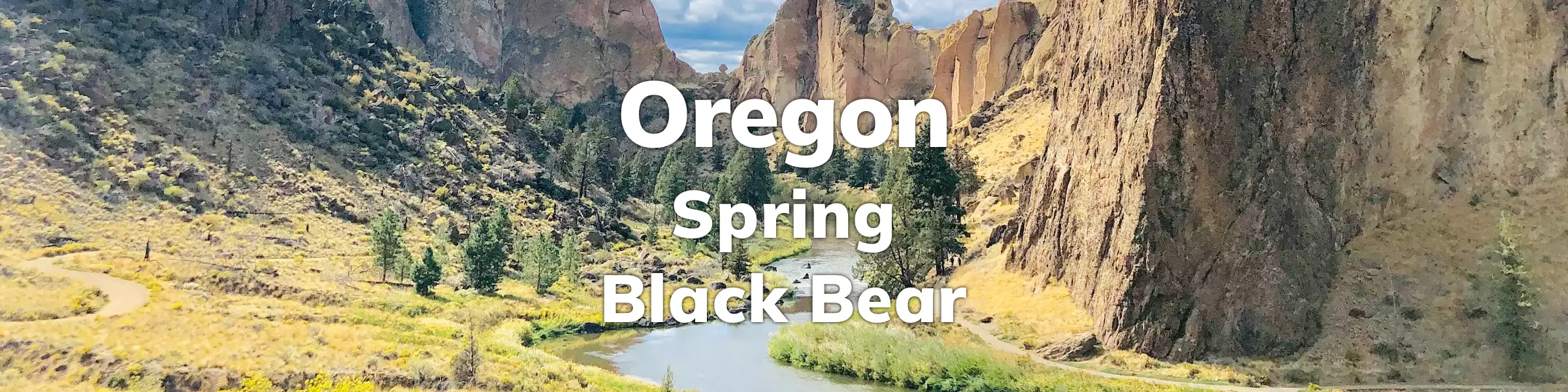 Oregon Spring Black Bear