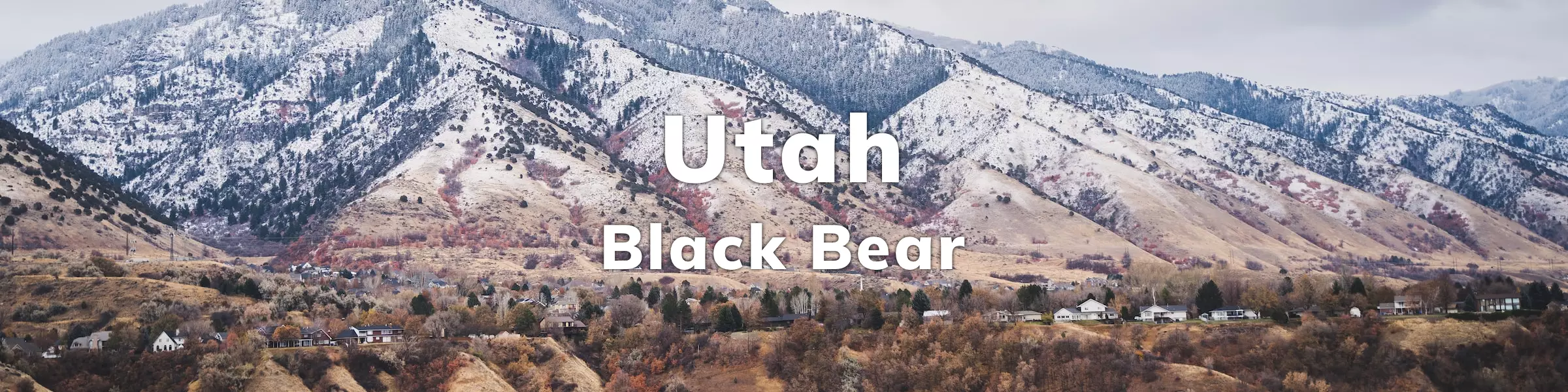 Utah Black Bear