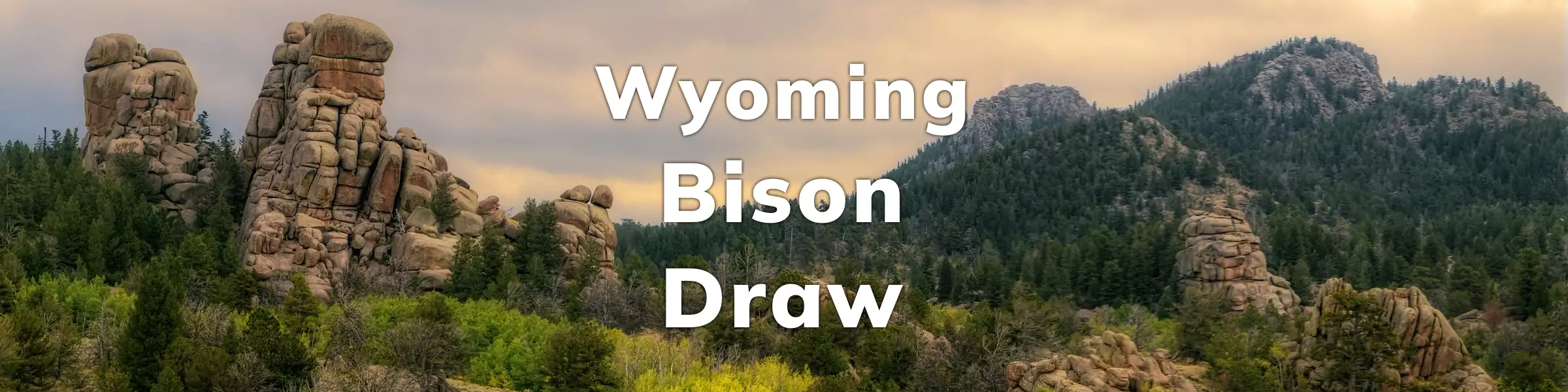 Wyoming Bison Draw