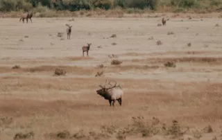 Wyoming Nonresident General Elk