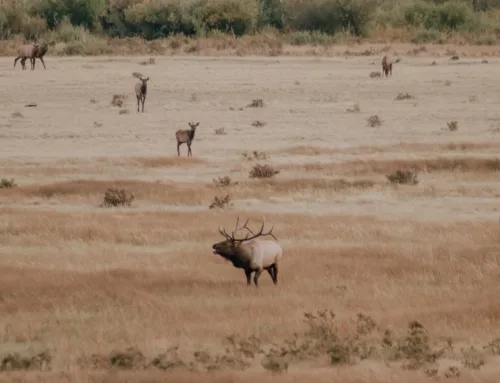 Proposed Changes to Wyoming Nonresident General Elk Licenses