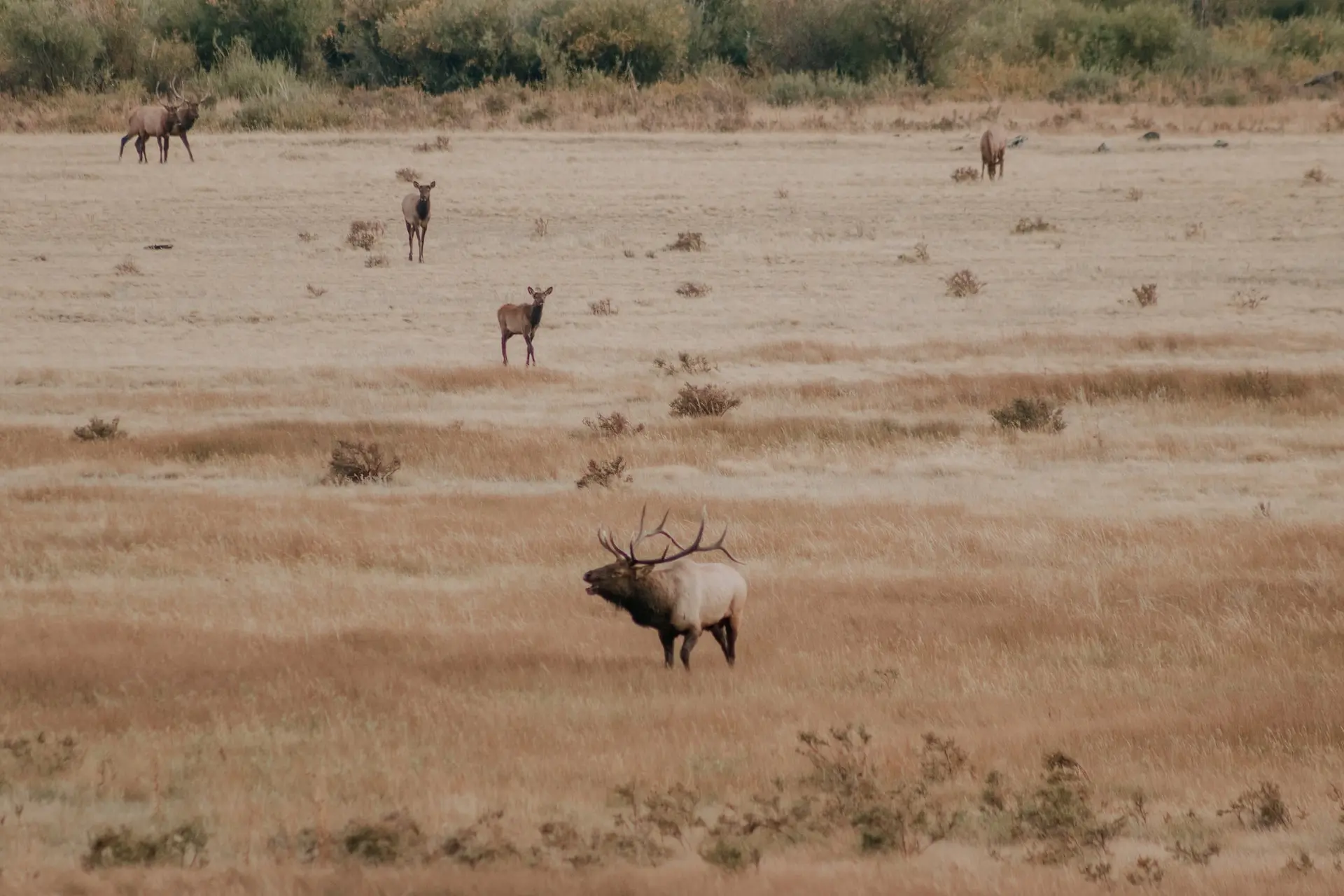 Wyoming Nonresident General Elk