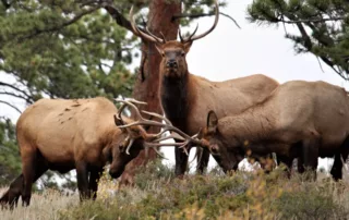 Colorado Big Game Tag