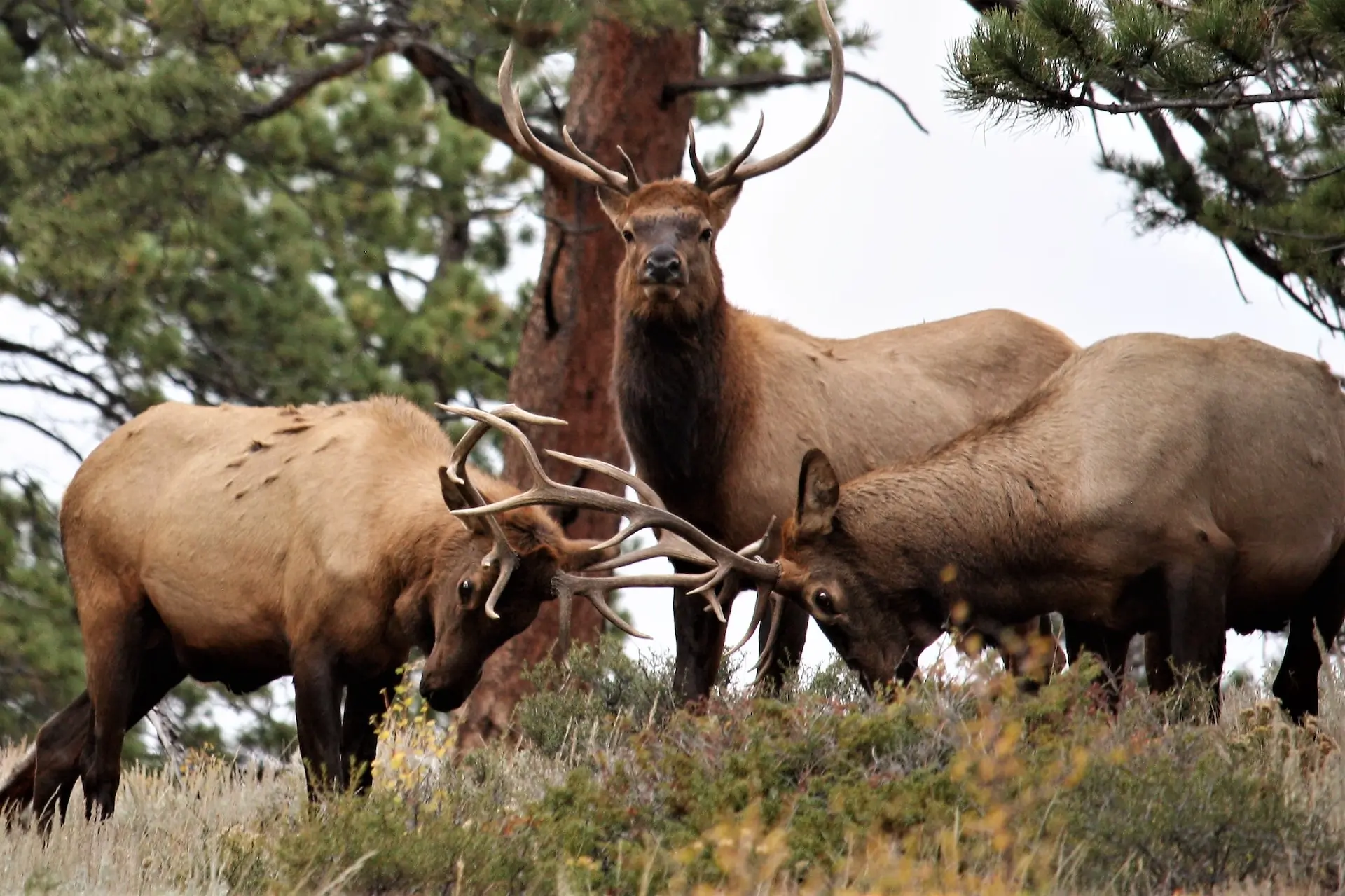 Colorado Big Game Tag