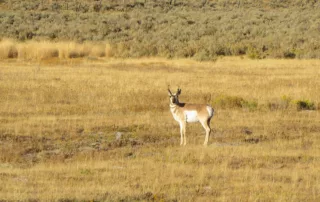 south dakota deer pronghorn