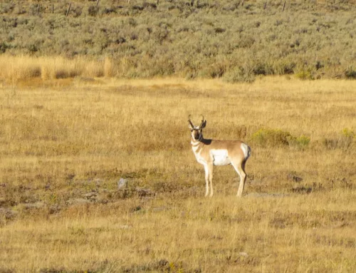 South Dakota approves cap on nonresident deer and pronghorn archery licenses