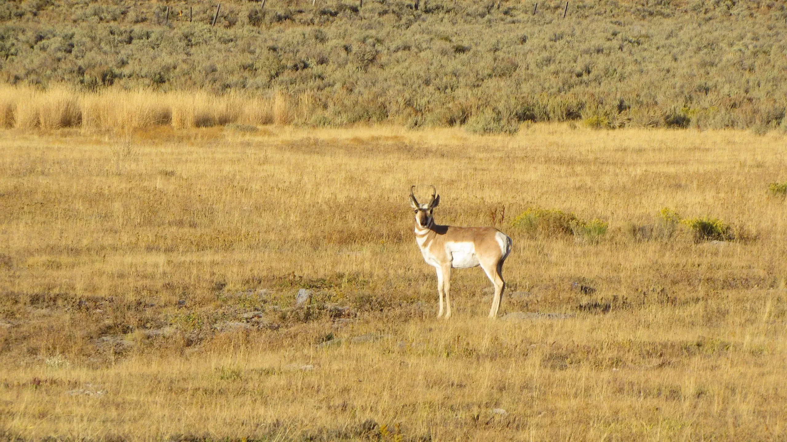 south dakota deer pronghorn