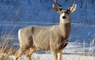 colorado winterkill