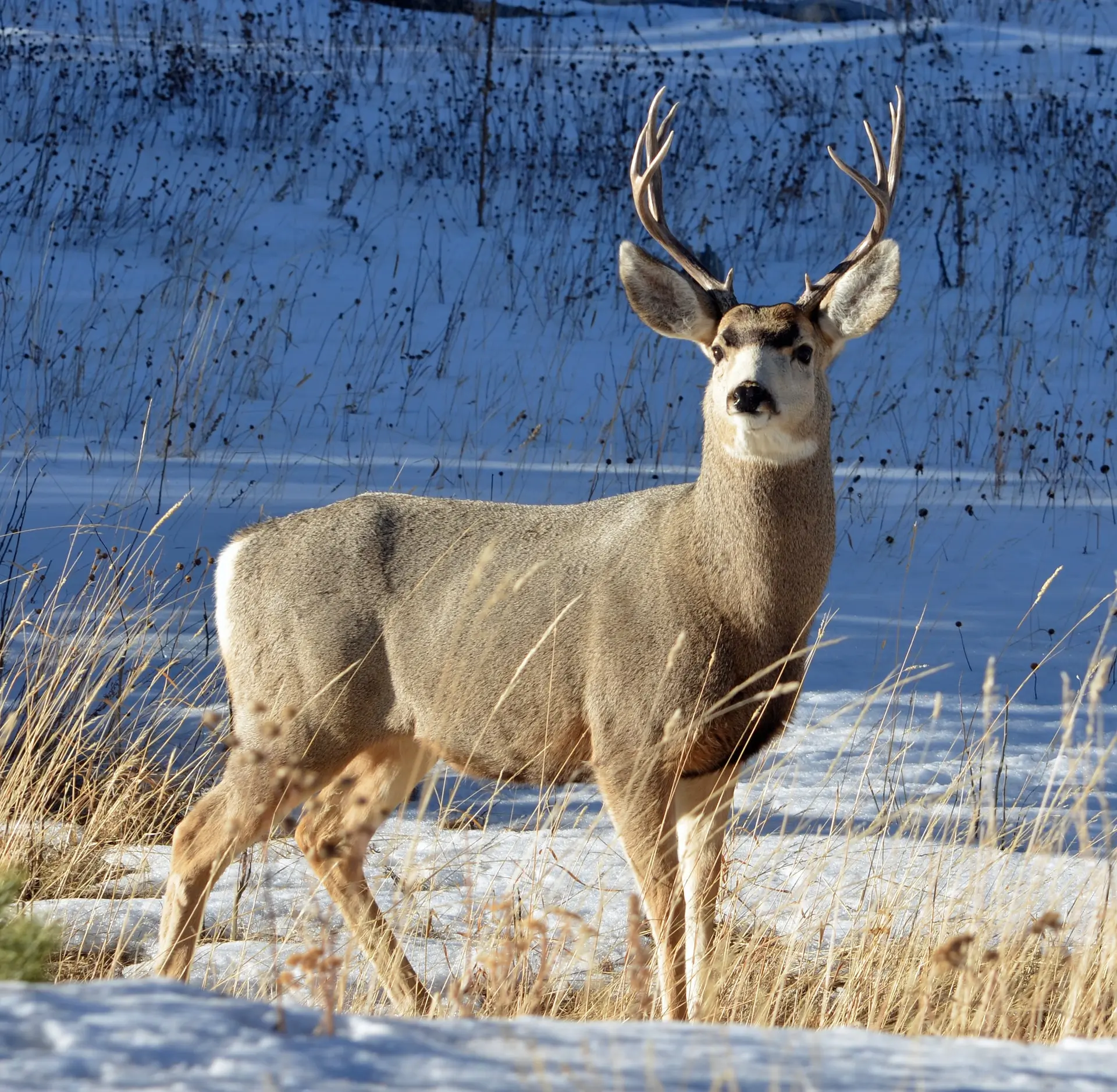 colorado winterkill