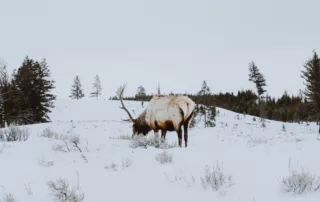 Wyoming shed hunting closure