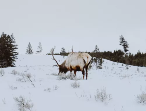 Emergency Extended Closure of Shed Antler in Wyoming to Protect Big Game on Winter Ranges