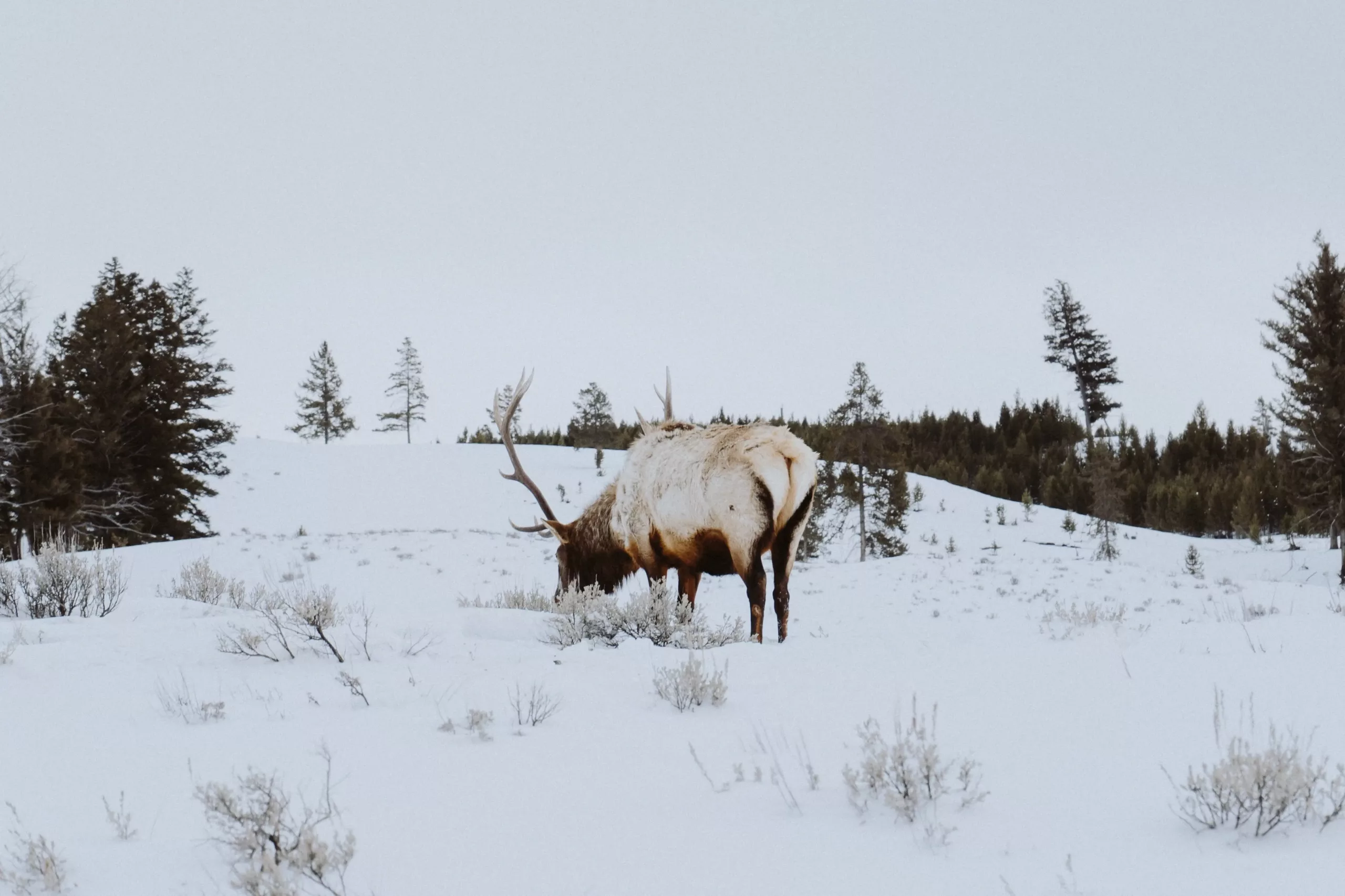 Wyoming shed hunting closure