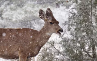 mule deer survey