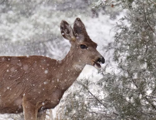 North Dakota mule deer survey indicates 29% drop in population