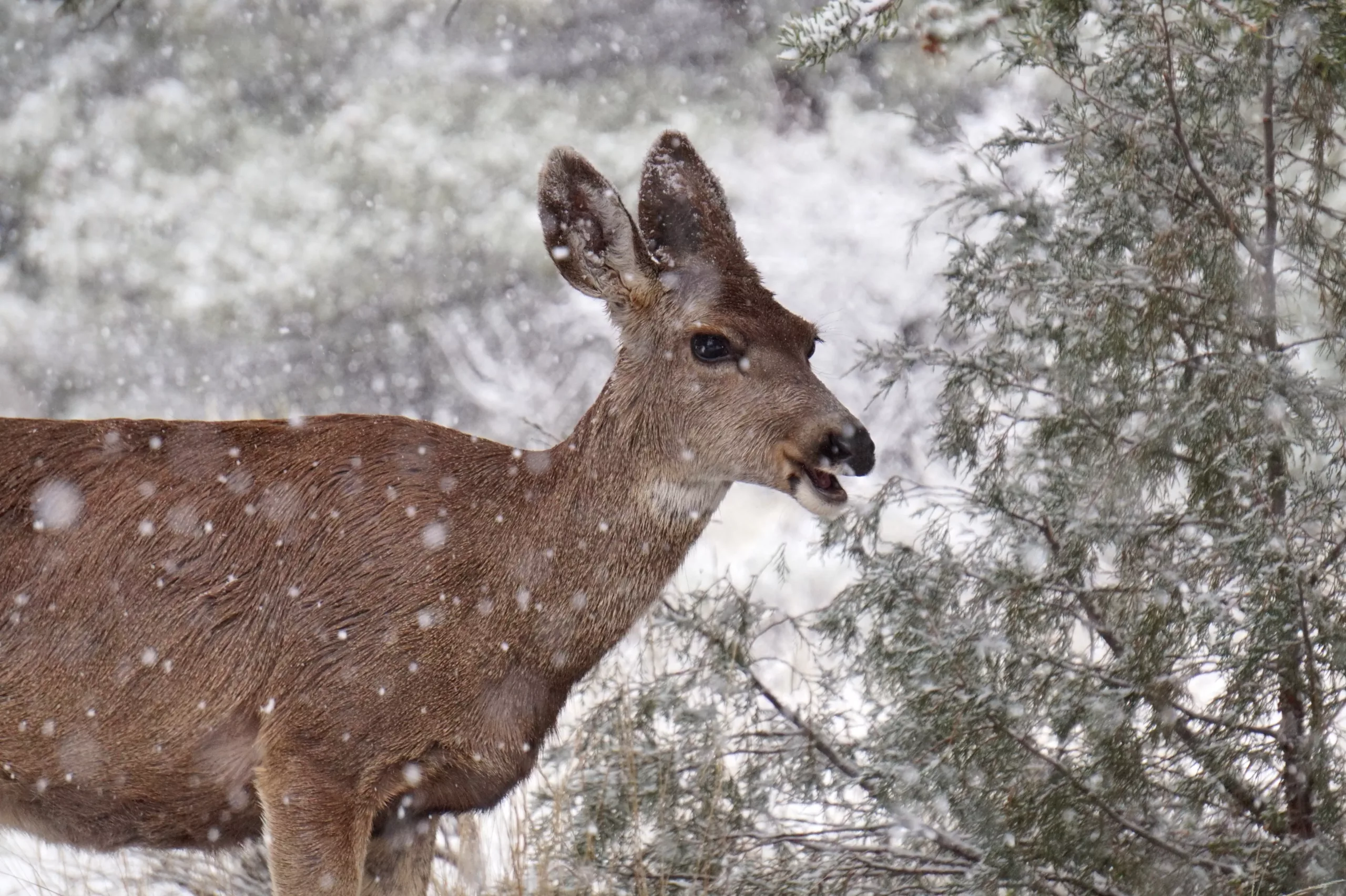 mule deer survey