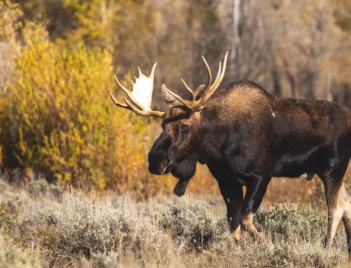 Montana Moose and Sheep Drawing Error Leads to Fewer Licenses Issued