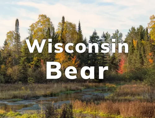 Wisconsin Black Bear Hunting