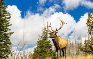 Colorado OTC Elk