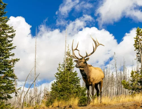 CPW proposes eliminating Colorado OTC elk archery hunts starting in 2025