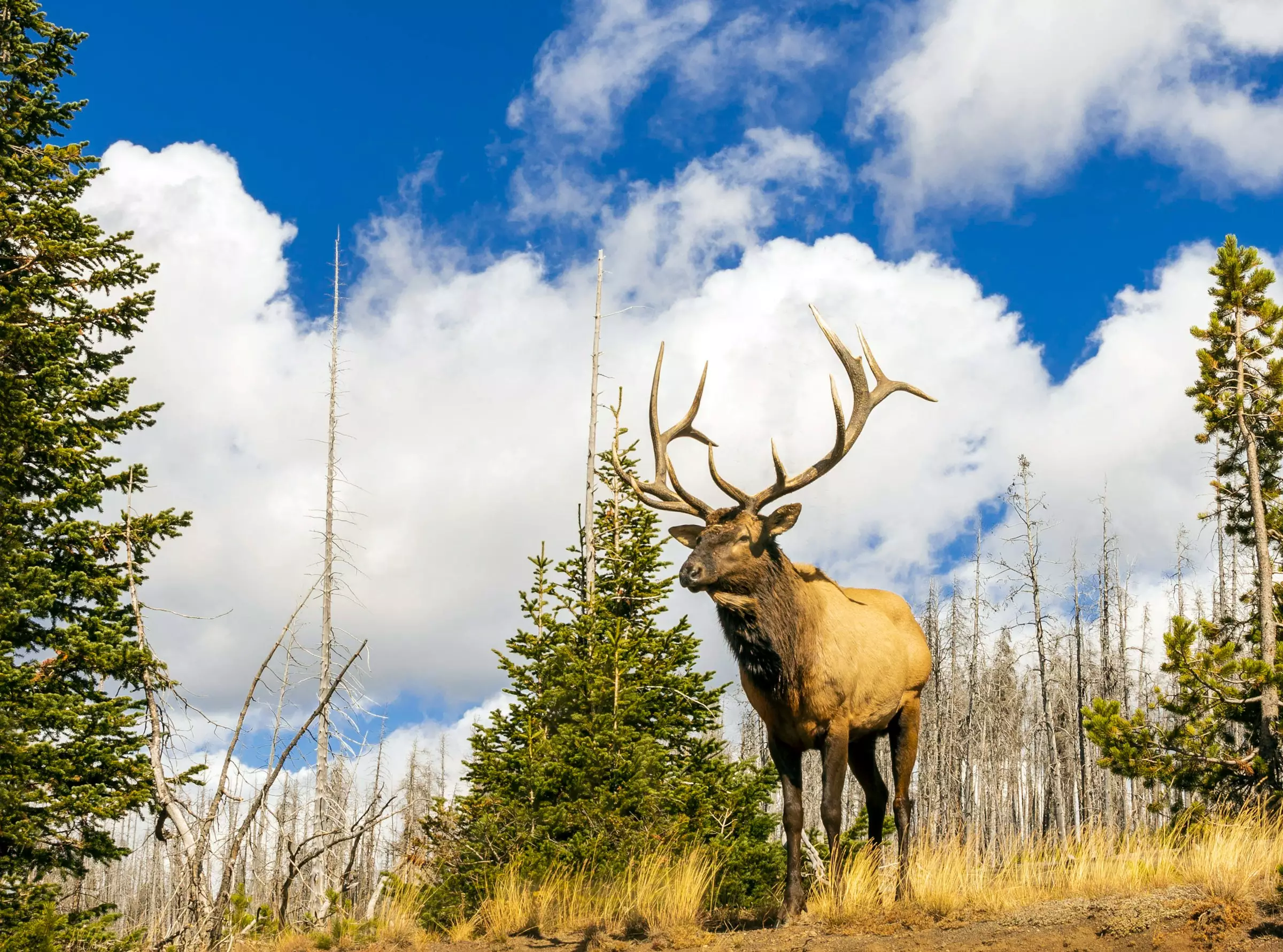 Colorado OTC Elk