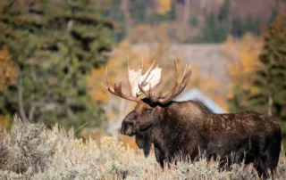 nevada moose hunting