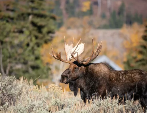 Nevada Introduces New Moose Hunting Season for Fall 2024