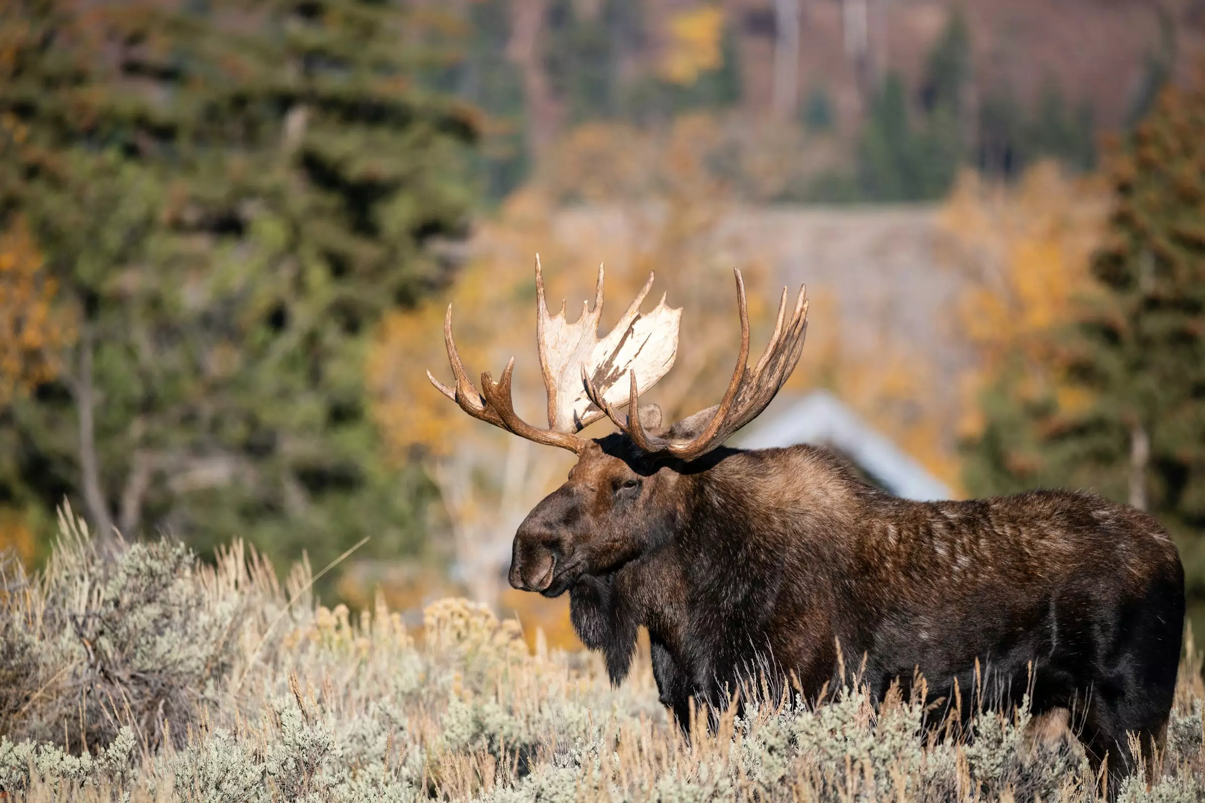 nevada moose hunting